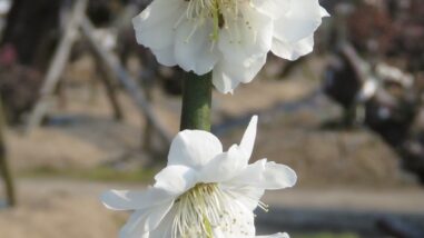 0217 05 1.2017.04.03