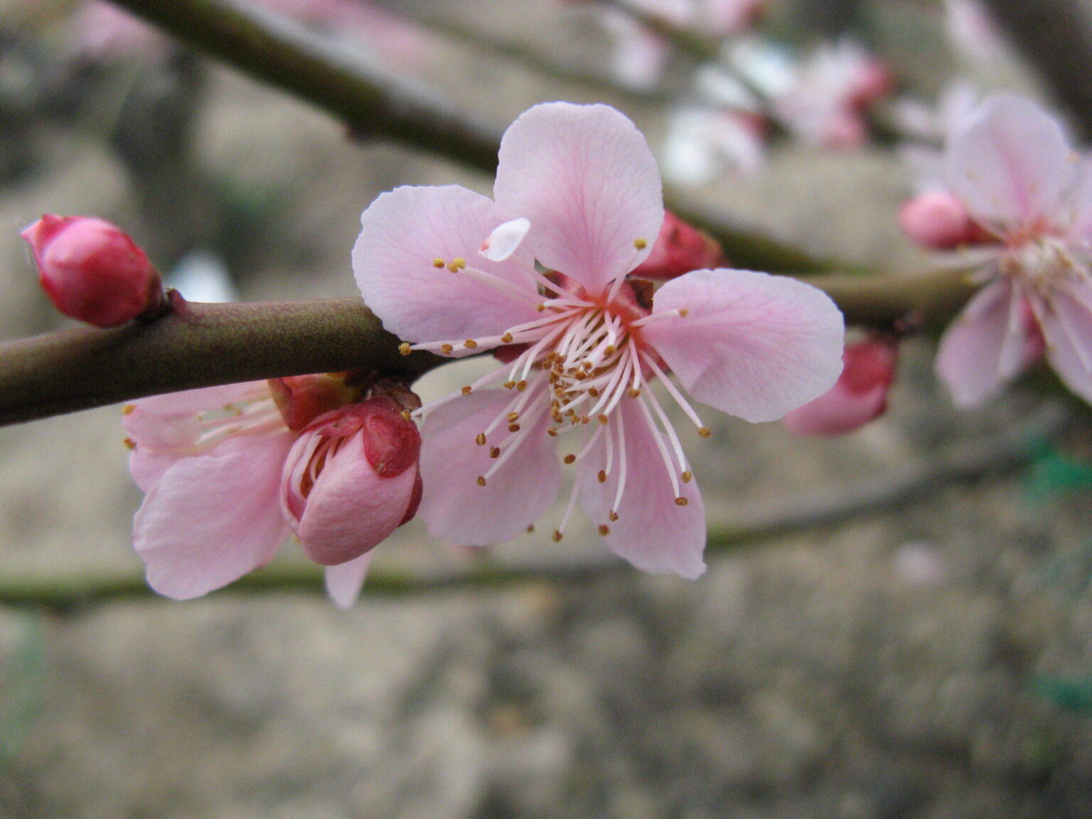 日本梅の会 Nippon Ume | その他・実梅品種