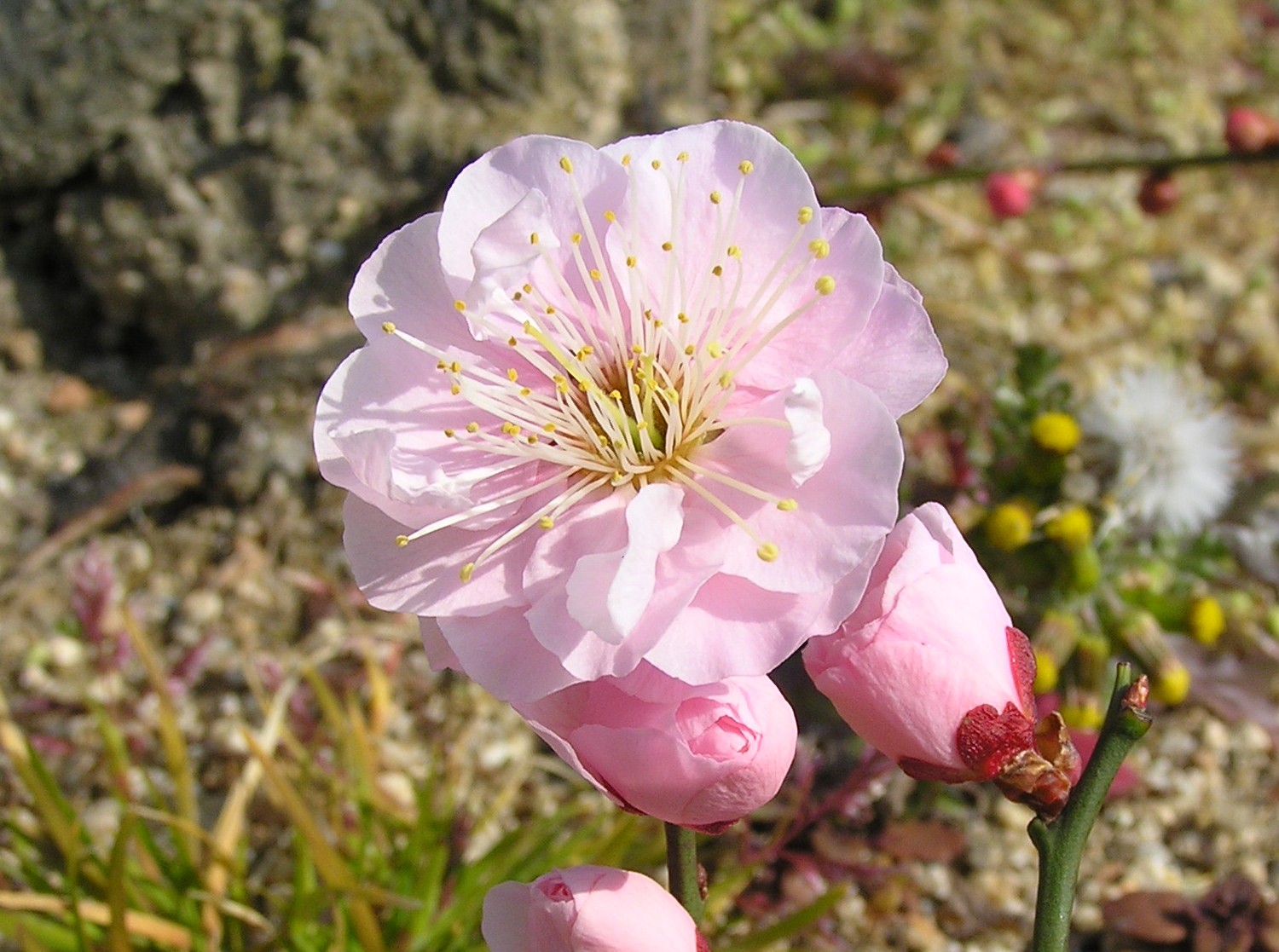 日本梅の会 Nippon Ume | 見驚・けんきょう