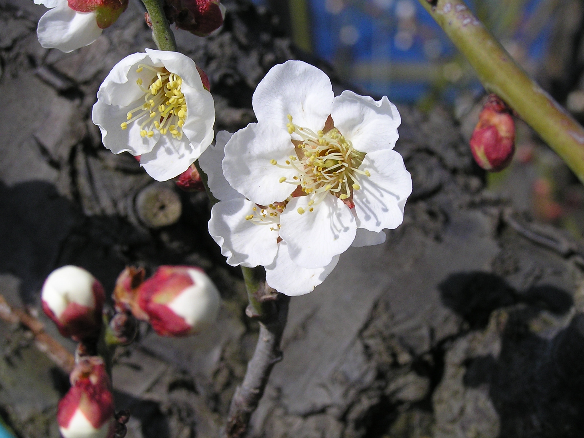 日本梅の会 Nippon Ume | その他・実梅品種