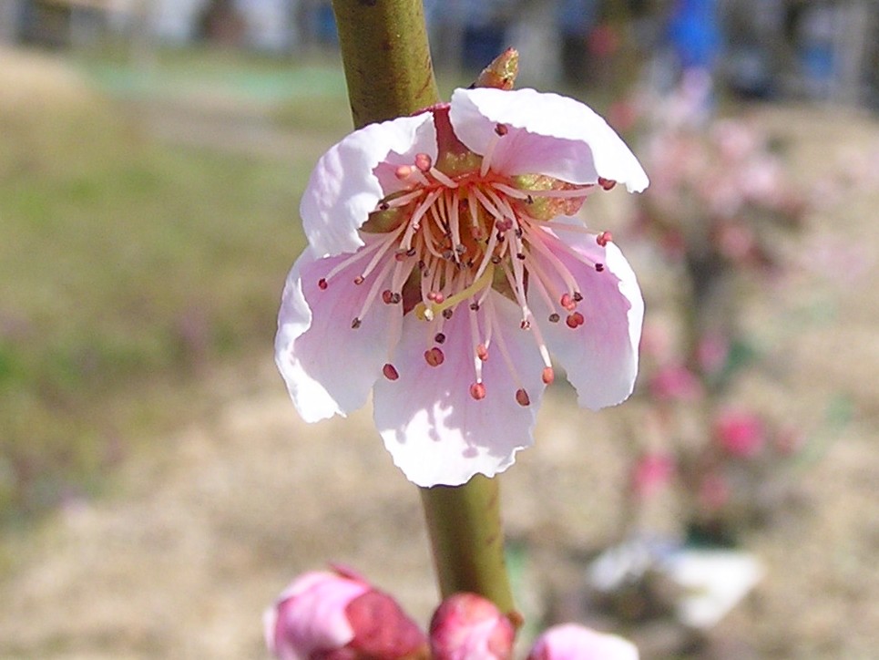 OLYMPUS DIGITAL CAMERA