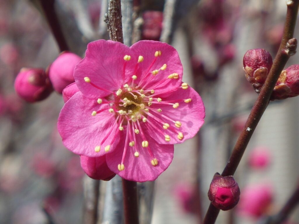 サ佐橋紅IMGP2890