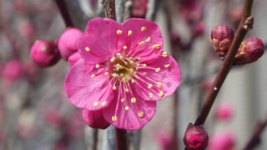 サ佐橋紅IMGP2890