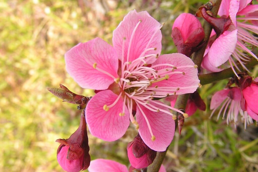 OLYMPUS DIGITAL CAMERA