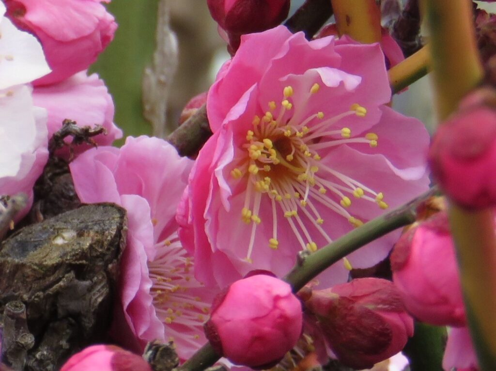 1337 03 1.2017.03.26