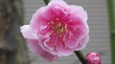 イ幾代寝覚IMGP3274