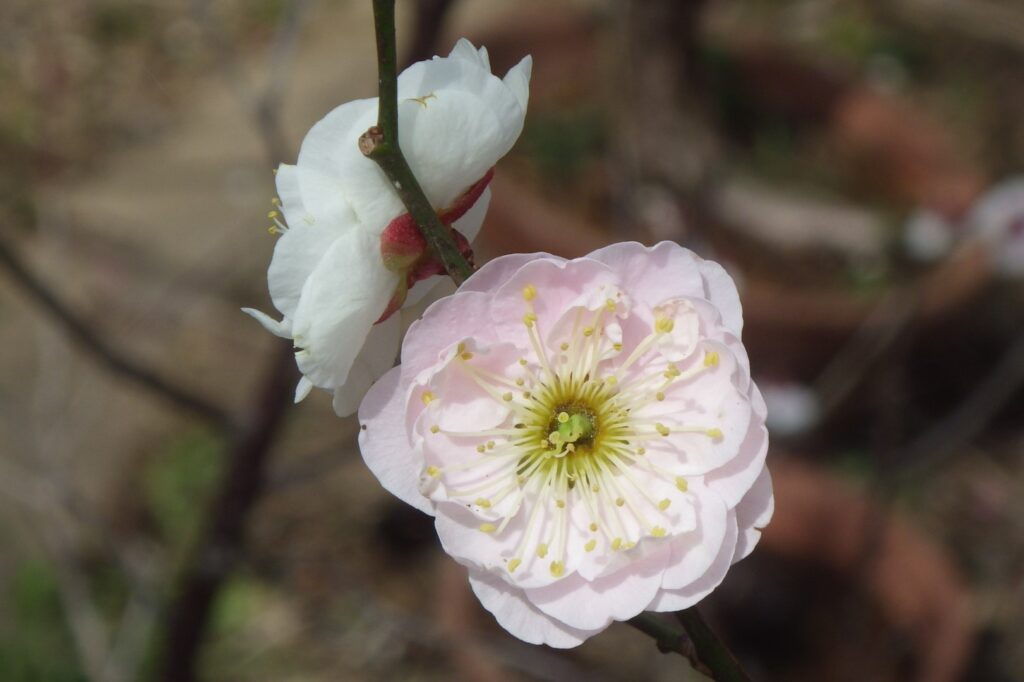 ゲ月宮殿紅花IMGP7530