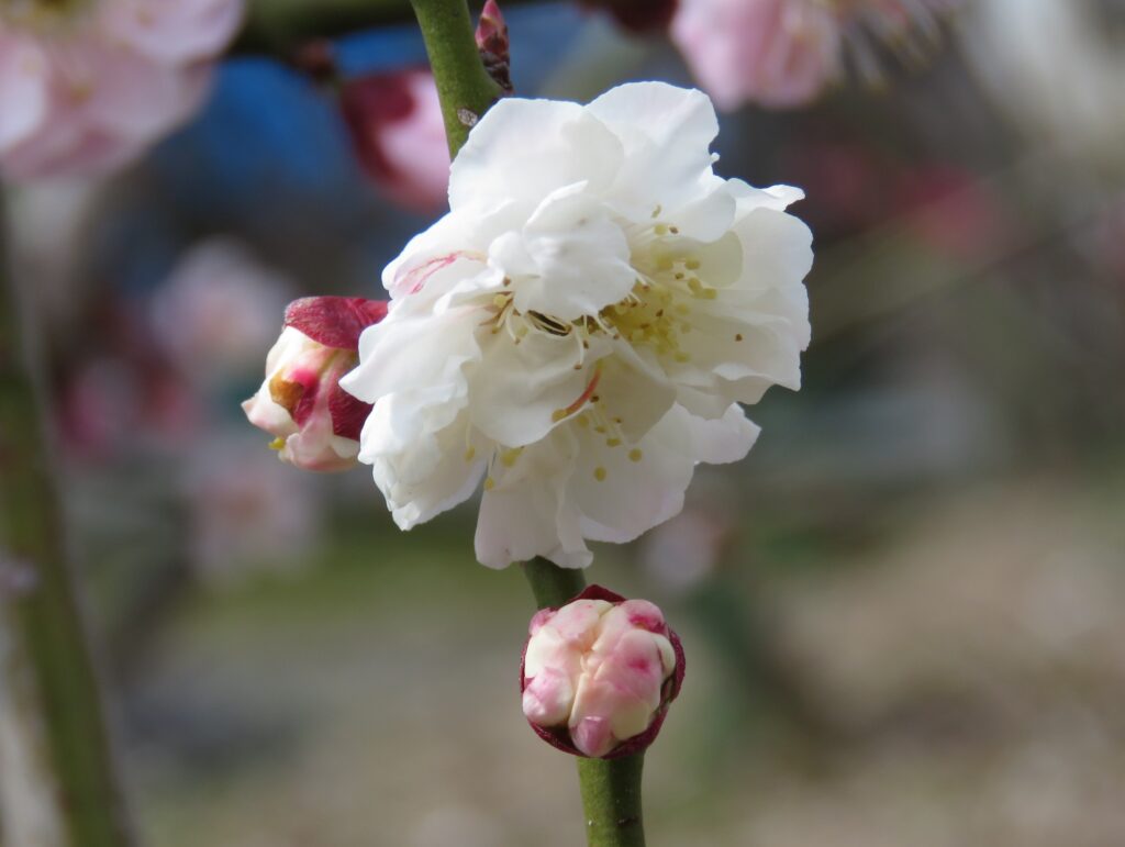 2150 02 1.2017.04.01