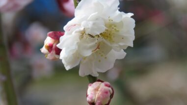 2150 02 1.2017.04.01