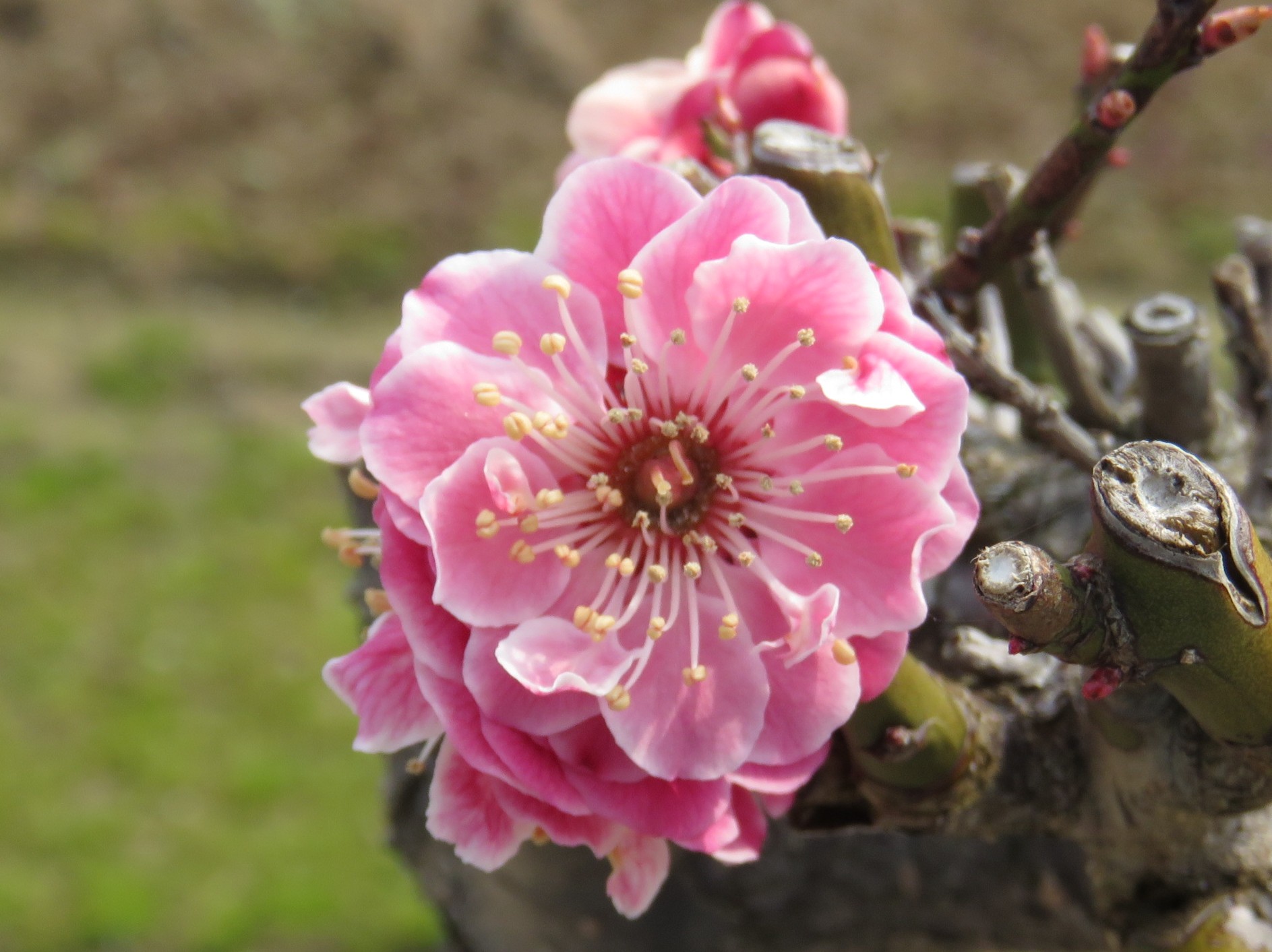 2425 06 1.2017.03.30