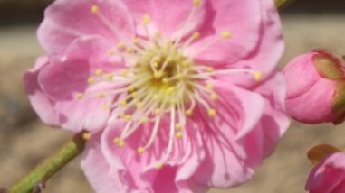 ク呉服枝垂IMGP7171