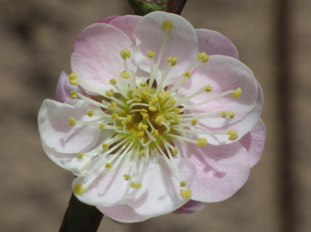 ツ司絞IりMGP8080