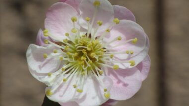 ツ司絞IりMGP8080