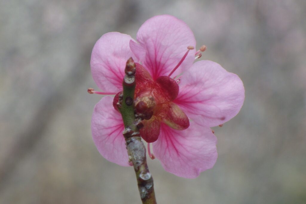 セ関守蕚IMGP7748