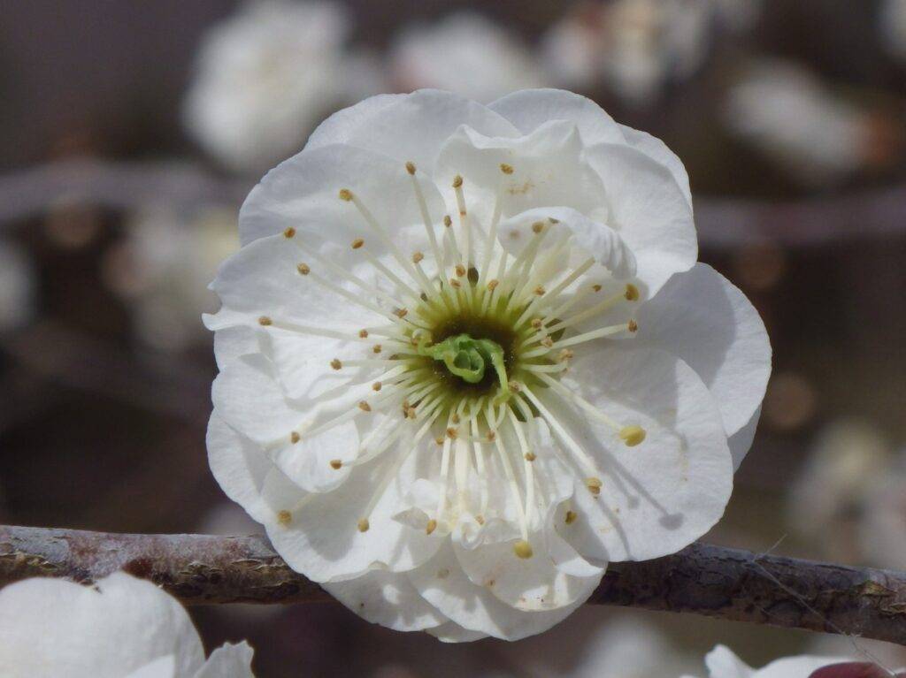 ゲ月宮殿IMGP7725