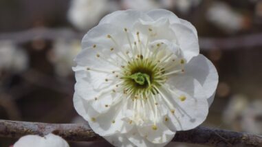 ゲ月宮殿IMGP7725