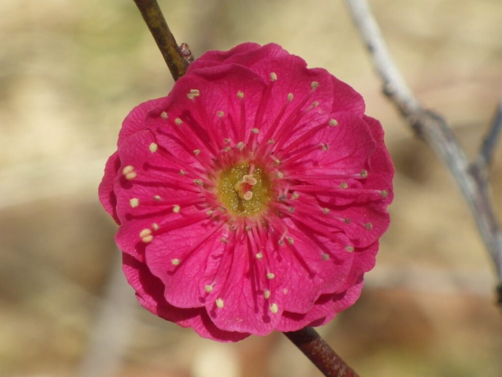 ス蘇芳梅IMGP4369