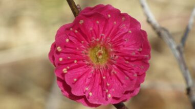 ス蘇芳梅IMGP4369