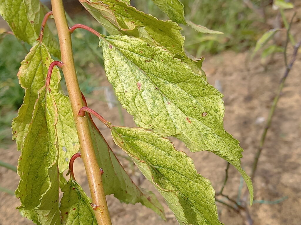 ブ文扉葉20231003