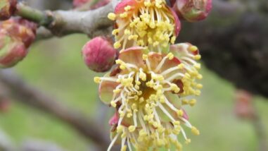 1556 02 1接木後.2017.03.09