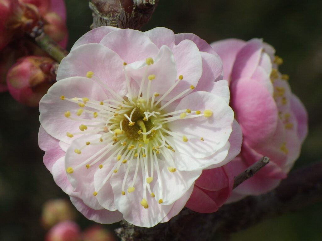 ヤ八重西王IMGP6629