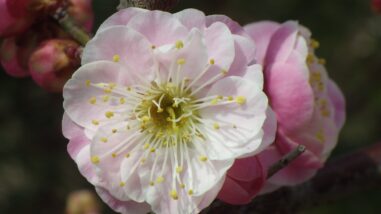 ヤ八重西王IMGP6629