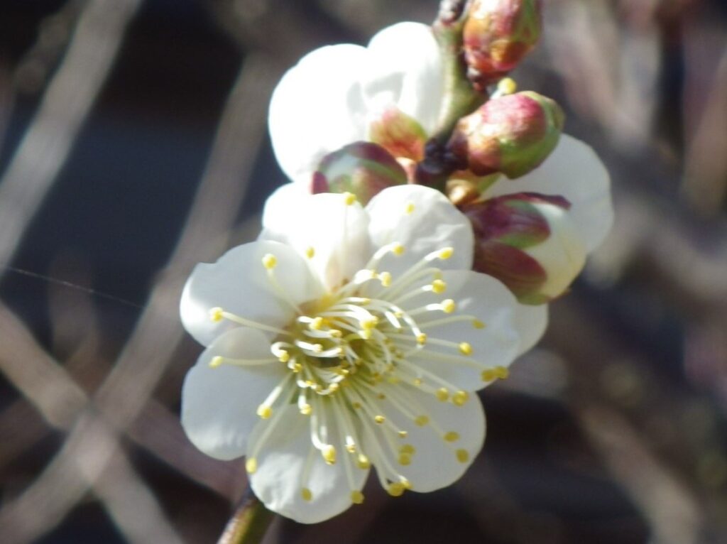 チ矮鶏冬至IMGP3918