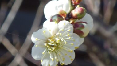 チ矮鶏冬至IMGP3918