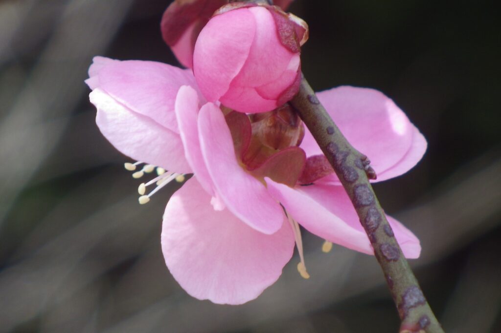 カ春日紅蕚IMGP7714