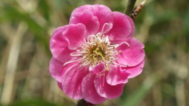 ヤ八重唐梅IMGP7717