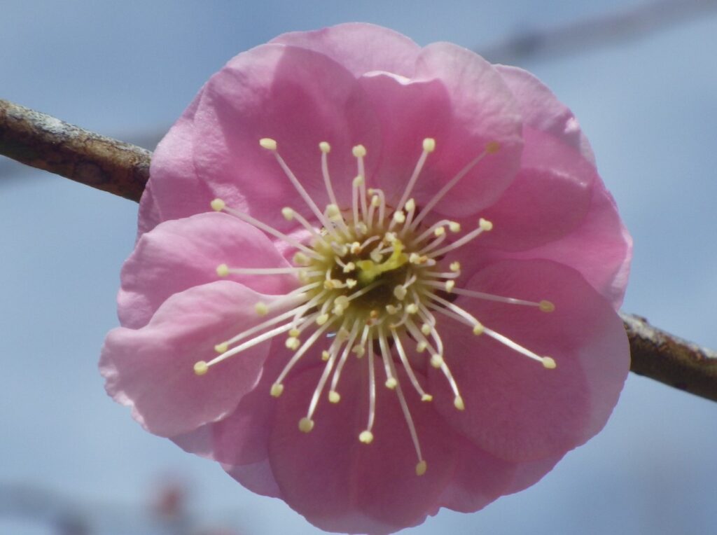 カ春日紅IMGP7710