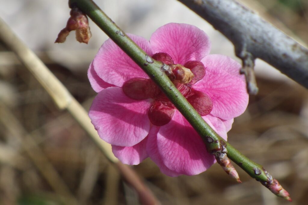 ヤ八重唐梅蕚IMGP7719