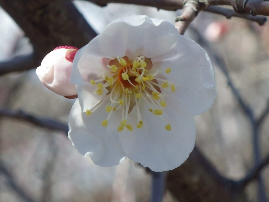 チ朝鮮梅IMGP2171