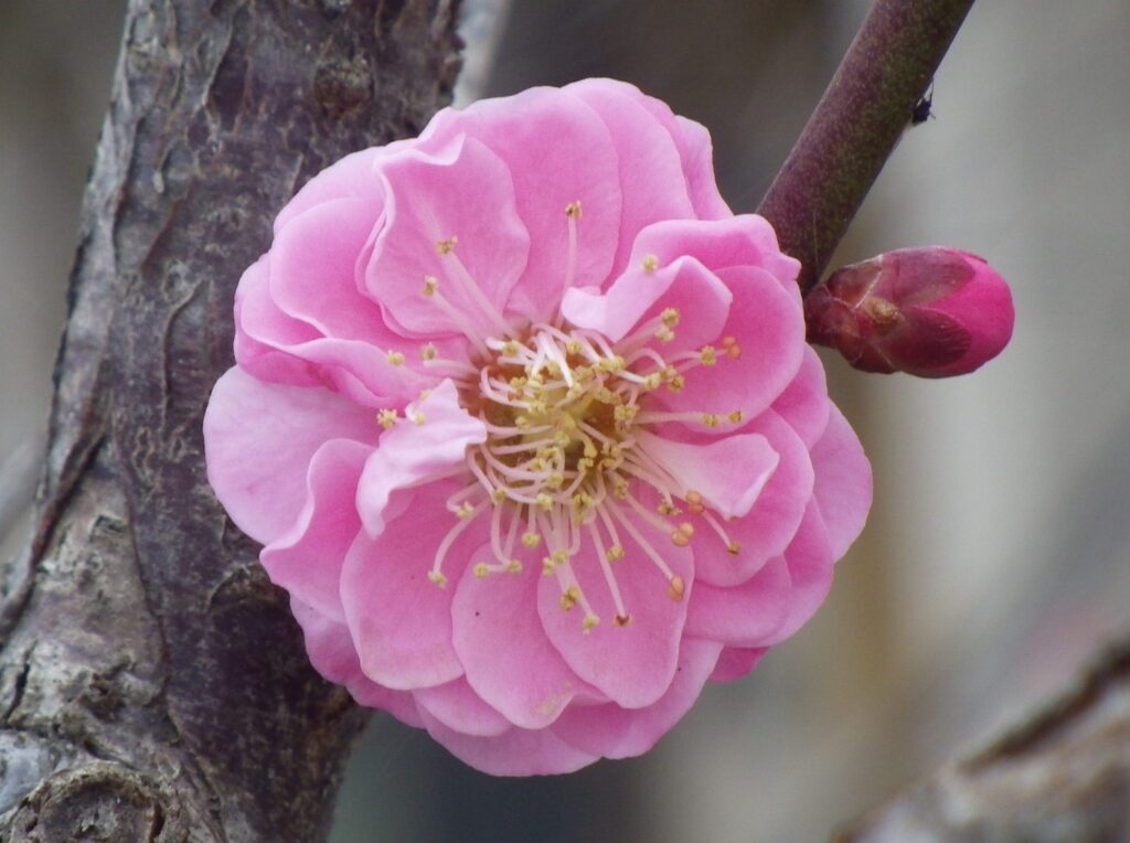 ナ難波紅IMGP3358