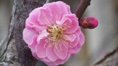 ナ難波紅IMGP3358