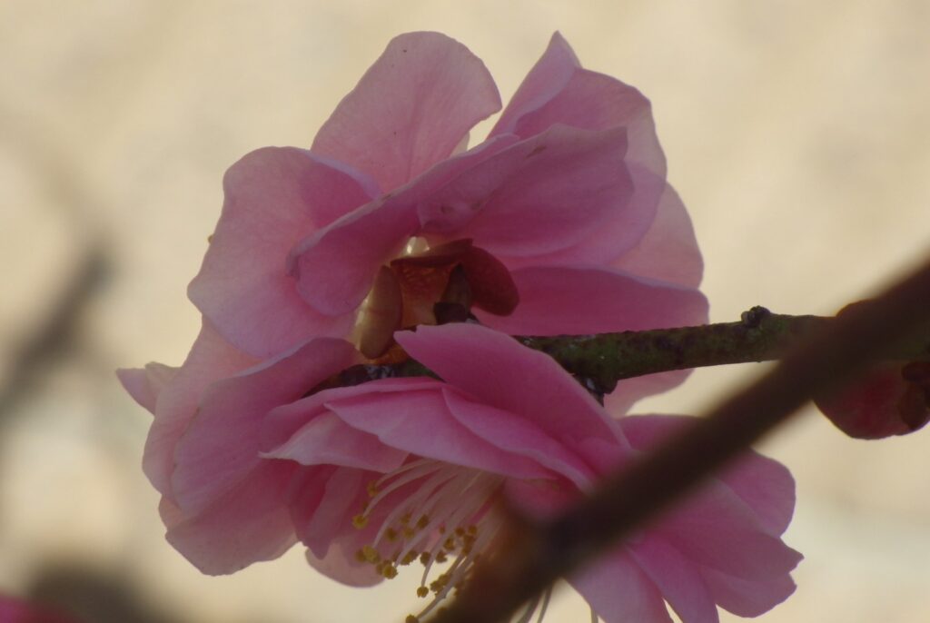 ク呉服枝垂蕚IMGP7166