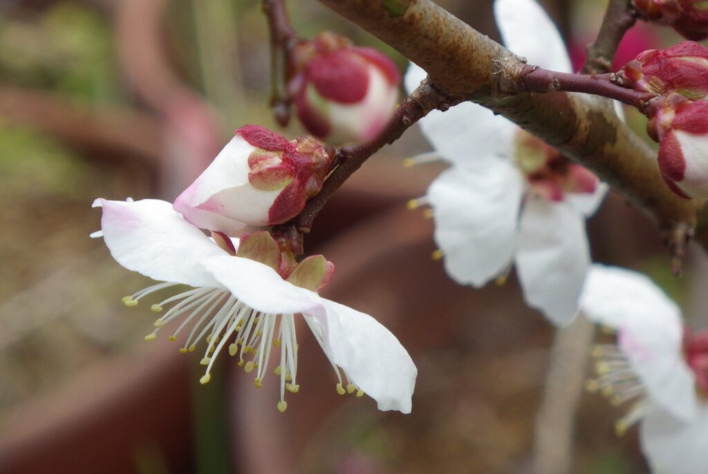 マ巻立山萼IMGP1882