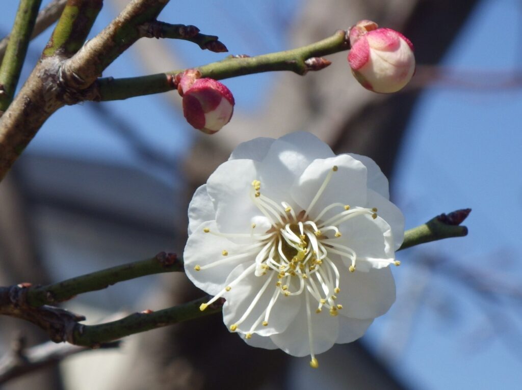 ヤ八重野梅IMGP1555