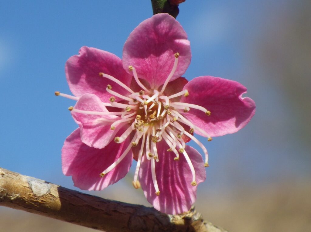 ヒ一重唐梅IMGP7122