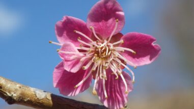 ヒ一重唐梅IMGP7122