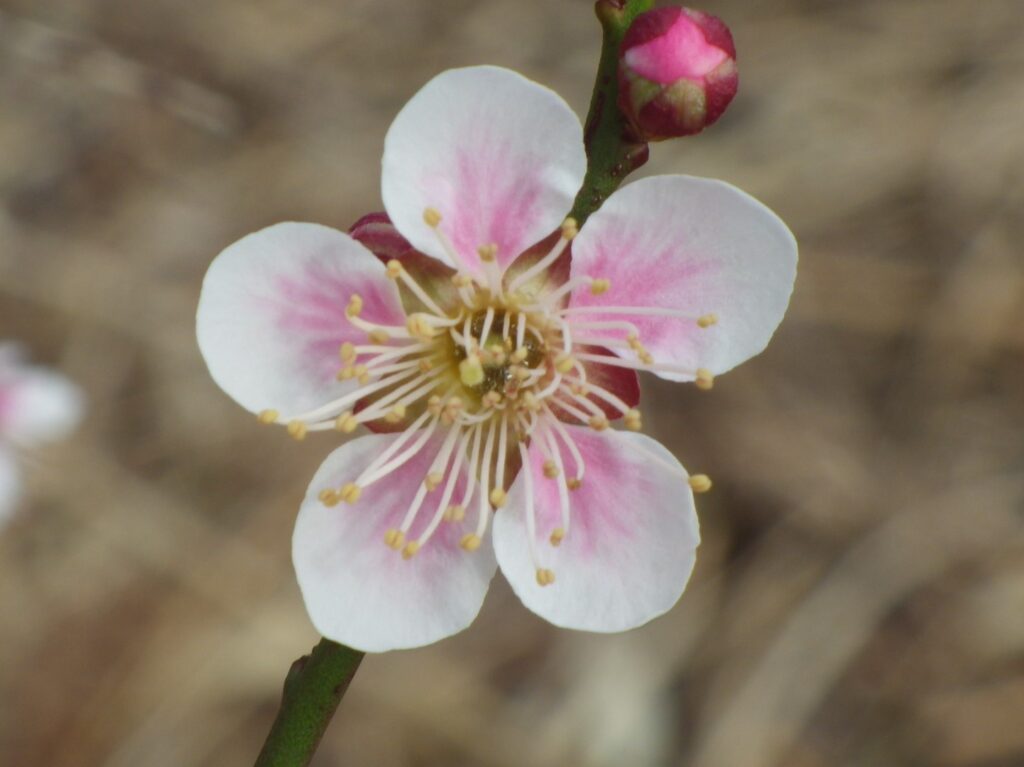 ス鈴鹿の関IMGP6663