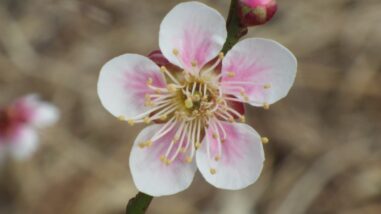 ス鈴鹿の関IMGP6663