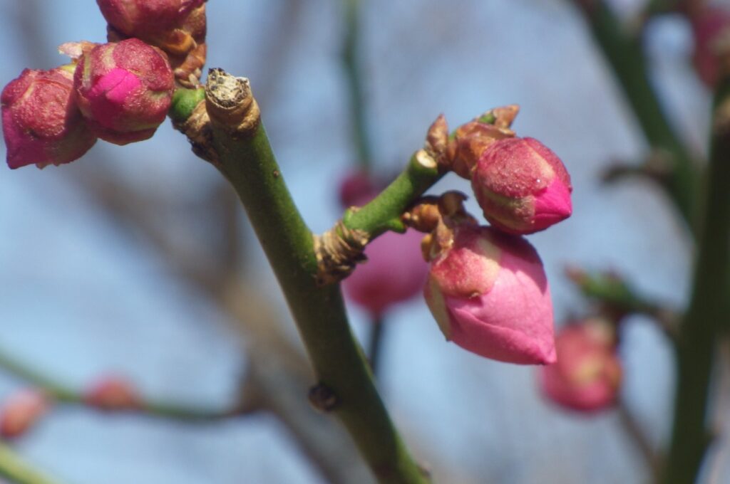 オ大湊蕾IMGP7979