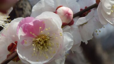 カ春日野IMGP1208