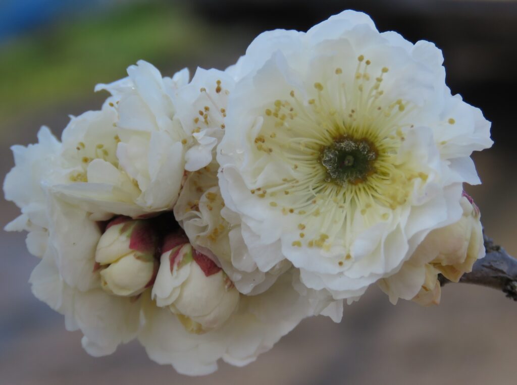 1695 03接木後2017.03.27