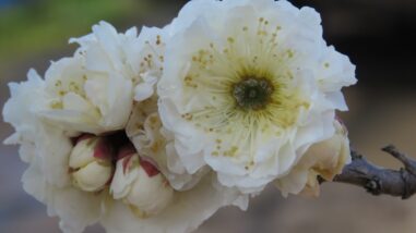 1695 03接木後2017.03.27