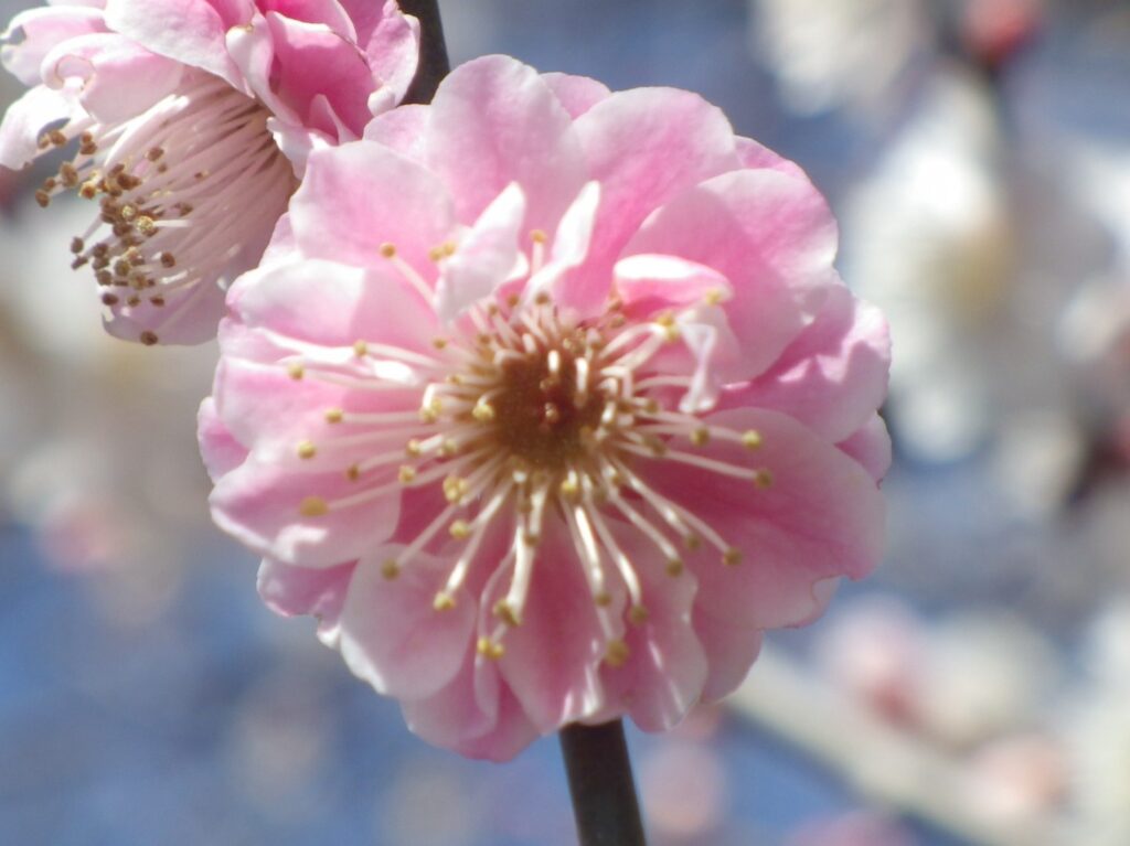 シ新平家IMGP4432