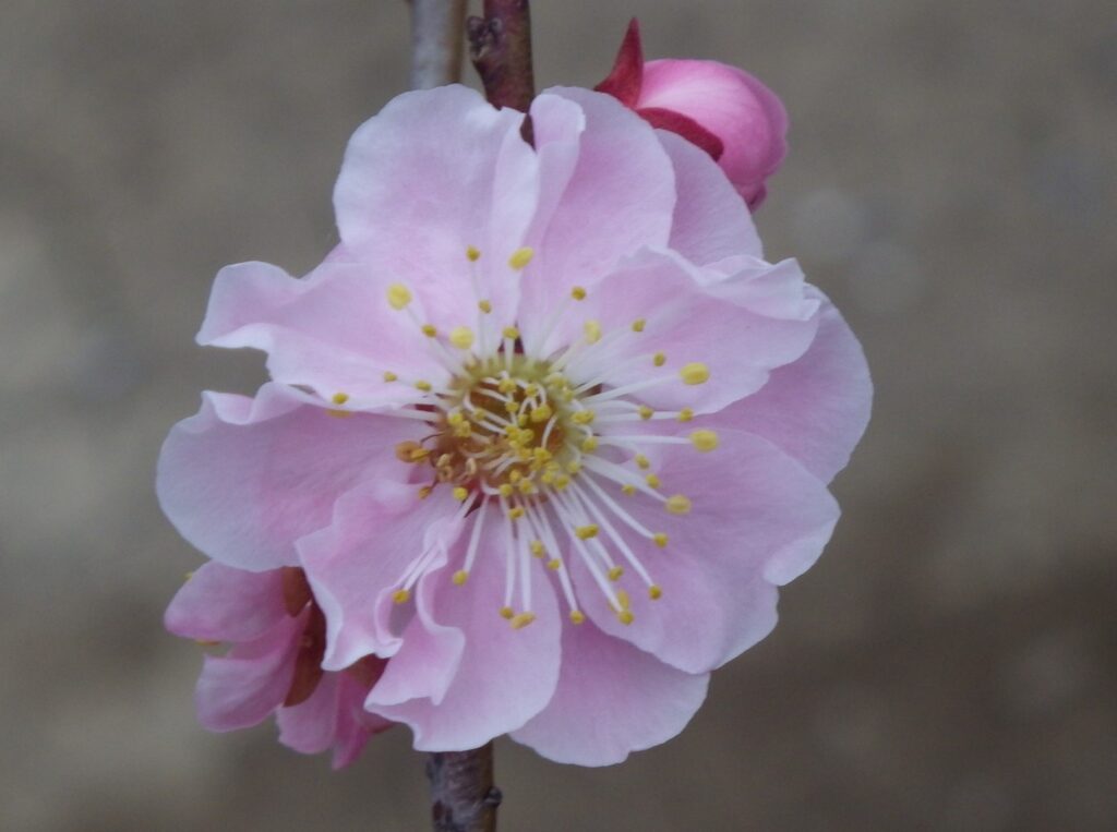 ム武蔵野IMGP3255