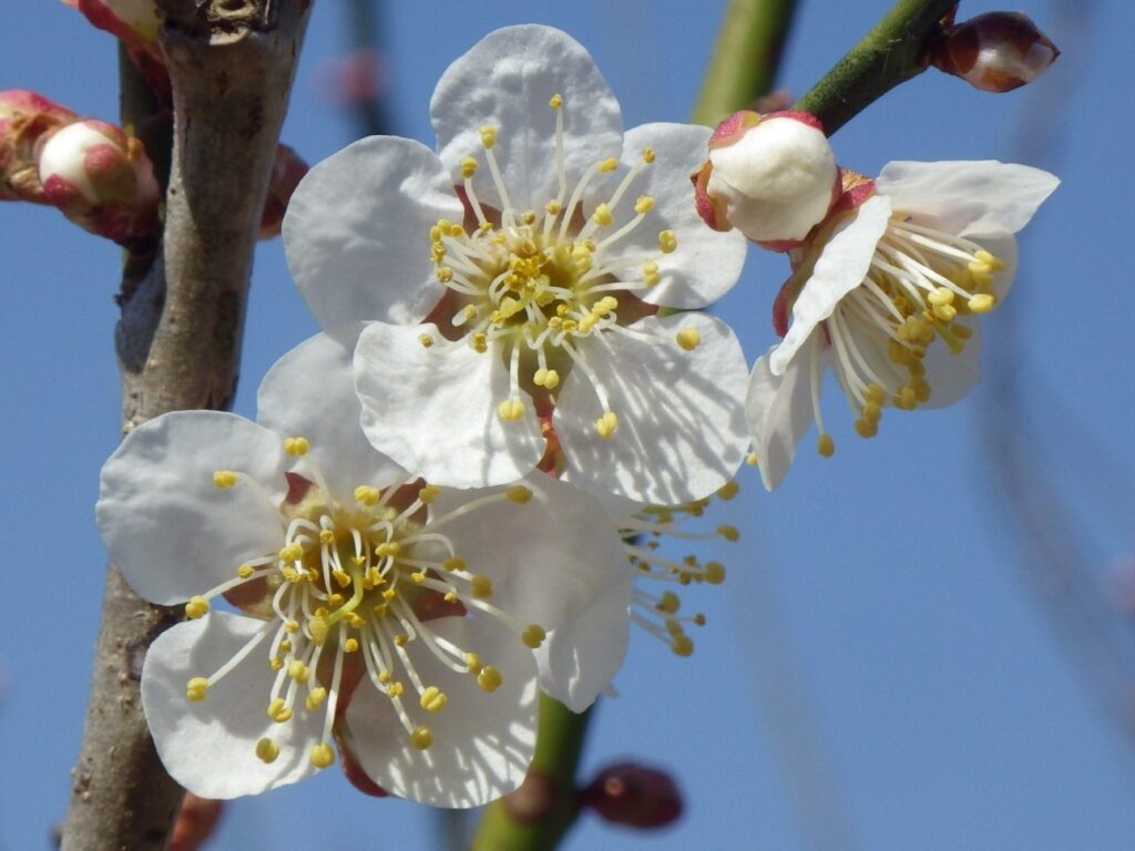 ト常成IMGP1244