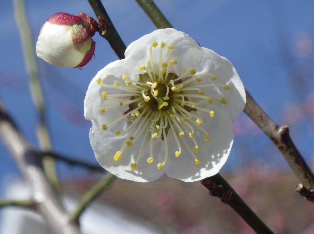 チ茶青花IMGP1830
